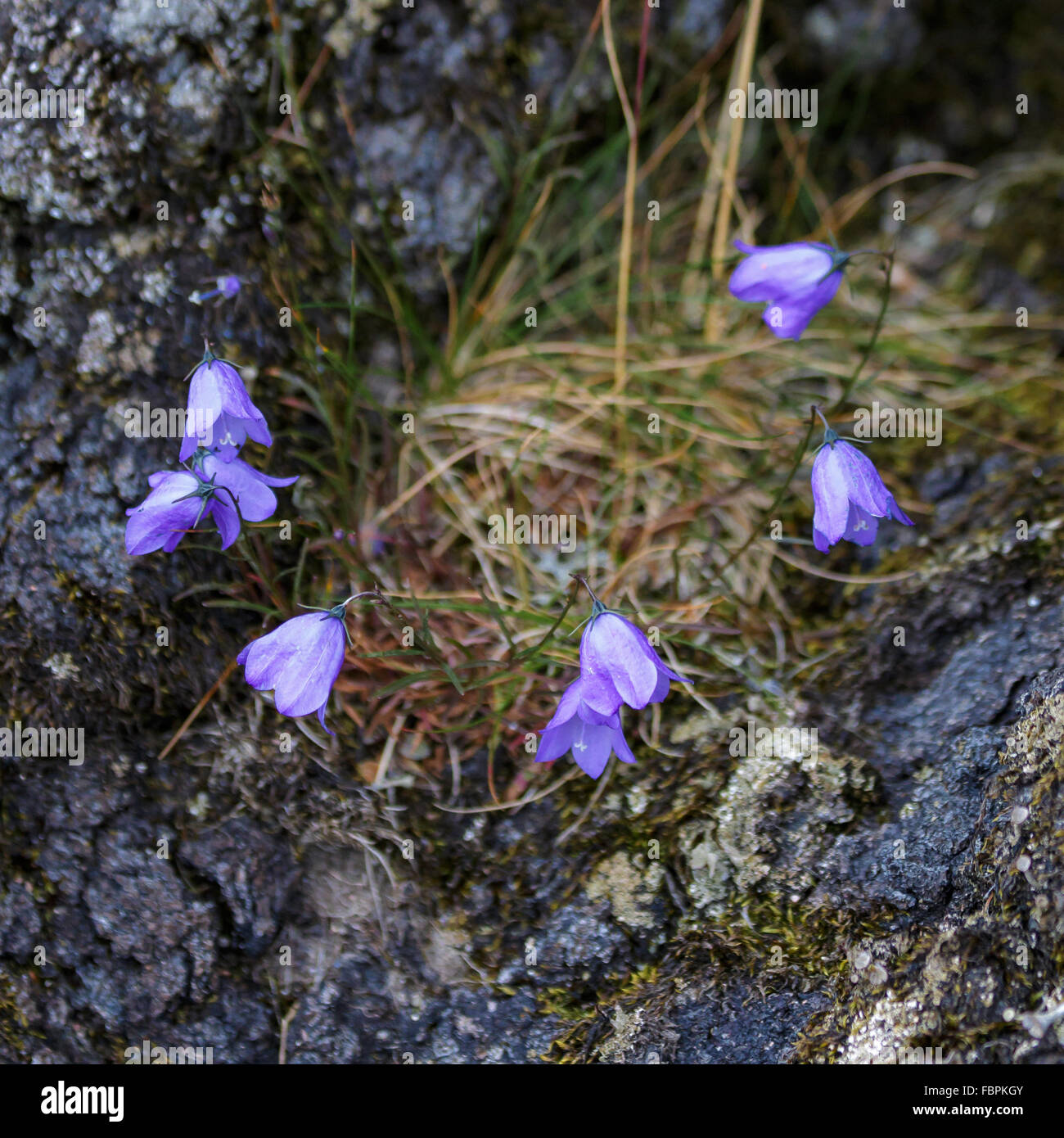 Blue Harebell flowering in Scotland Stock Photo