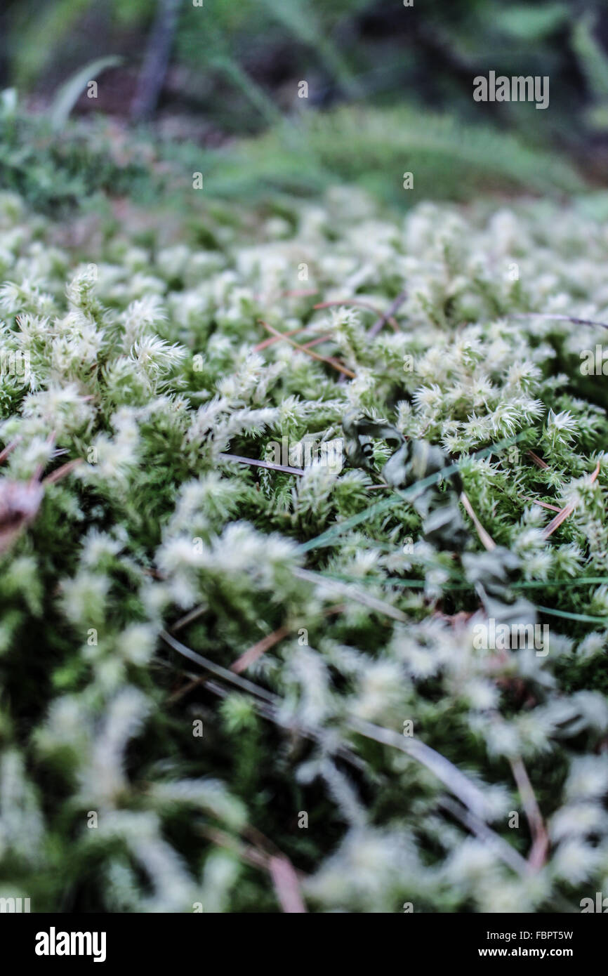 Closeup moss on tree hi-res stock photography and images - Alamy