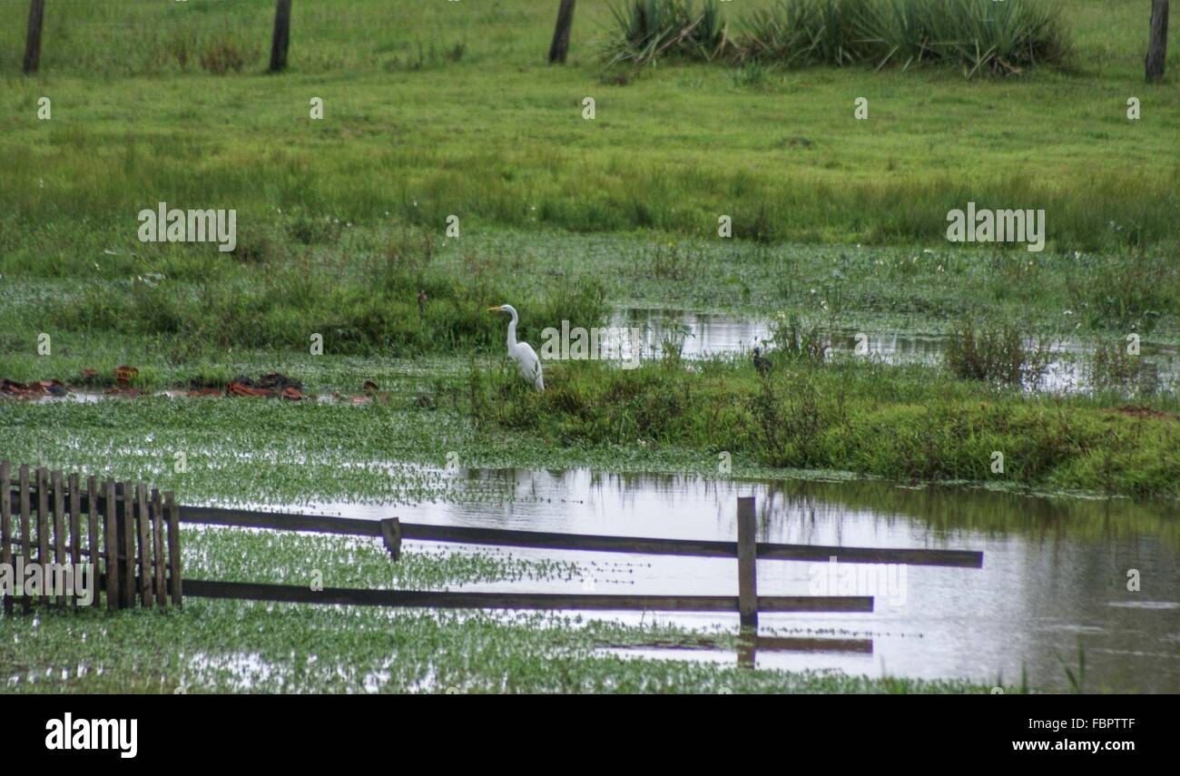 Marshy animals hi-res stock photography and images - Alamy Marshy animals hi-res stock photography and images - Alamy