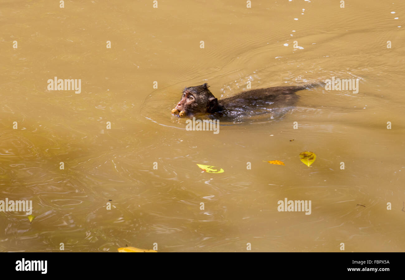 monkey swimming in mangrove swamps at Lam Vien Can Gio Park an area now known as monkey Island near Saigon Vietnam Stock Photo