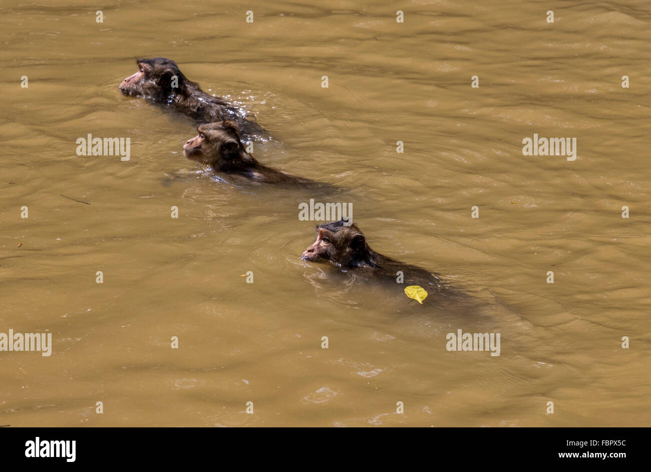 Three monkeys swimming in mangrove swamps at Lam Vien Can Gio Park an area now known as monkey Island near Saigon Vietnam Stock Photo