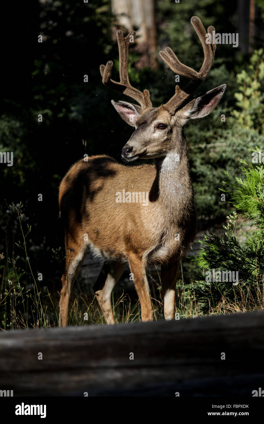 Antlers Stock Photos &amp; Antlers Stock Images - Alamy