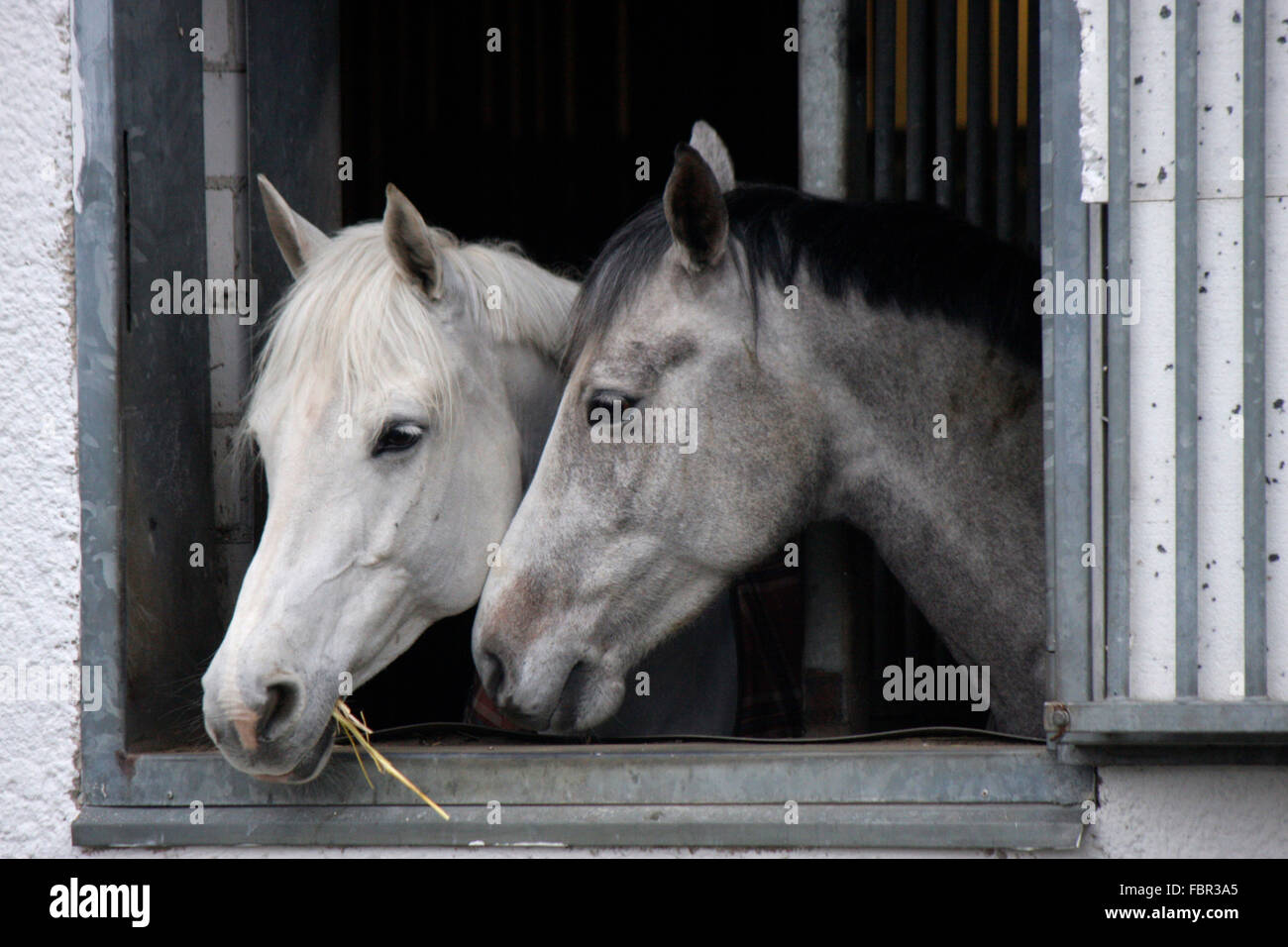 Pferde, Dallgow, Brandenburg. Stock Photo