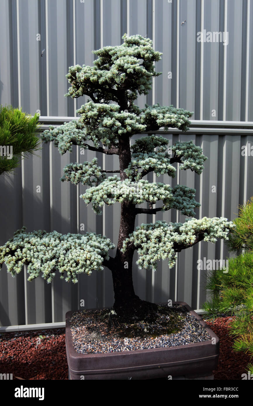 Cedrus atlantica glauca or known as Blue Atlas Cedar Stock Photo