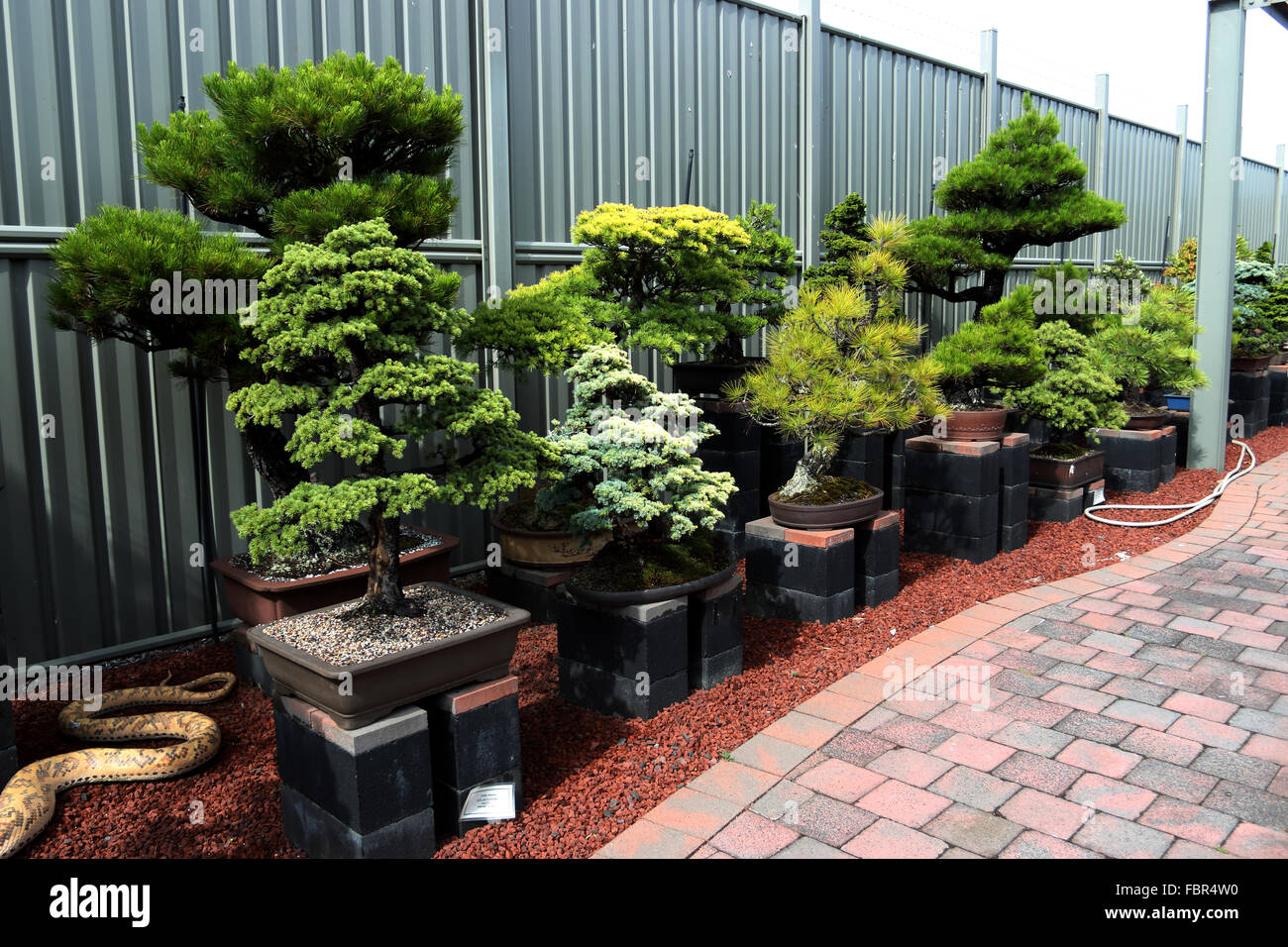 Varieties of bonsai for sale in a nursery Stock Photo