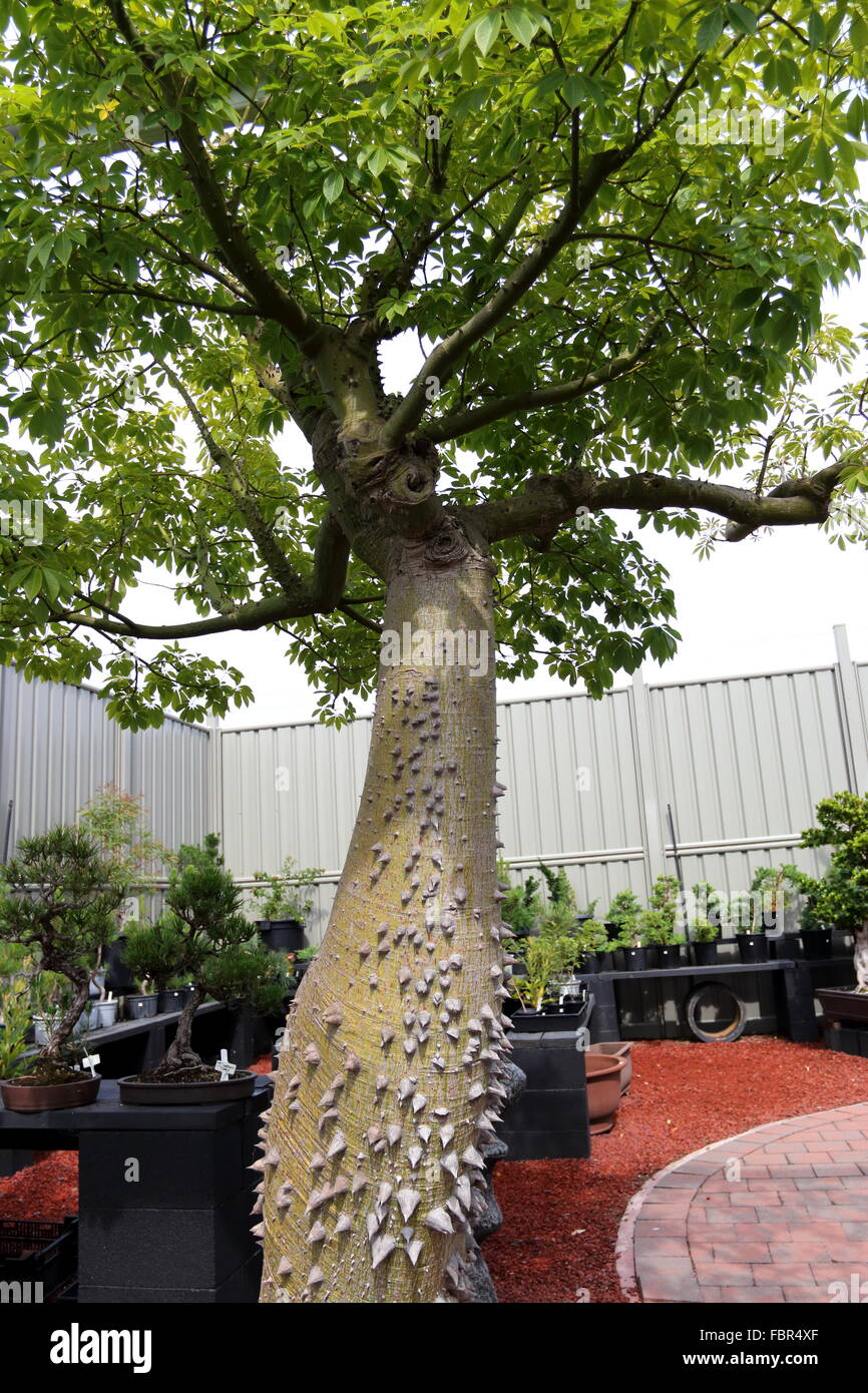 Ceiba Speciosa or Chorisia Speciosa also known as The Silk Floss Tree Stock Photo