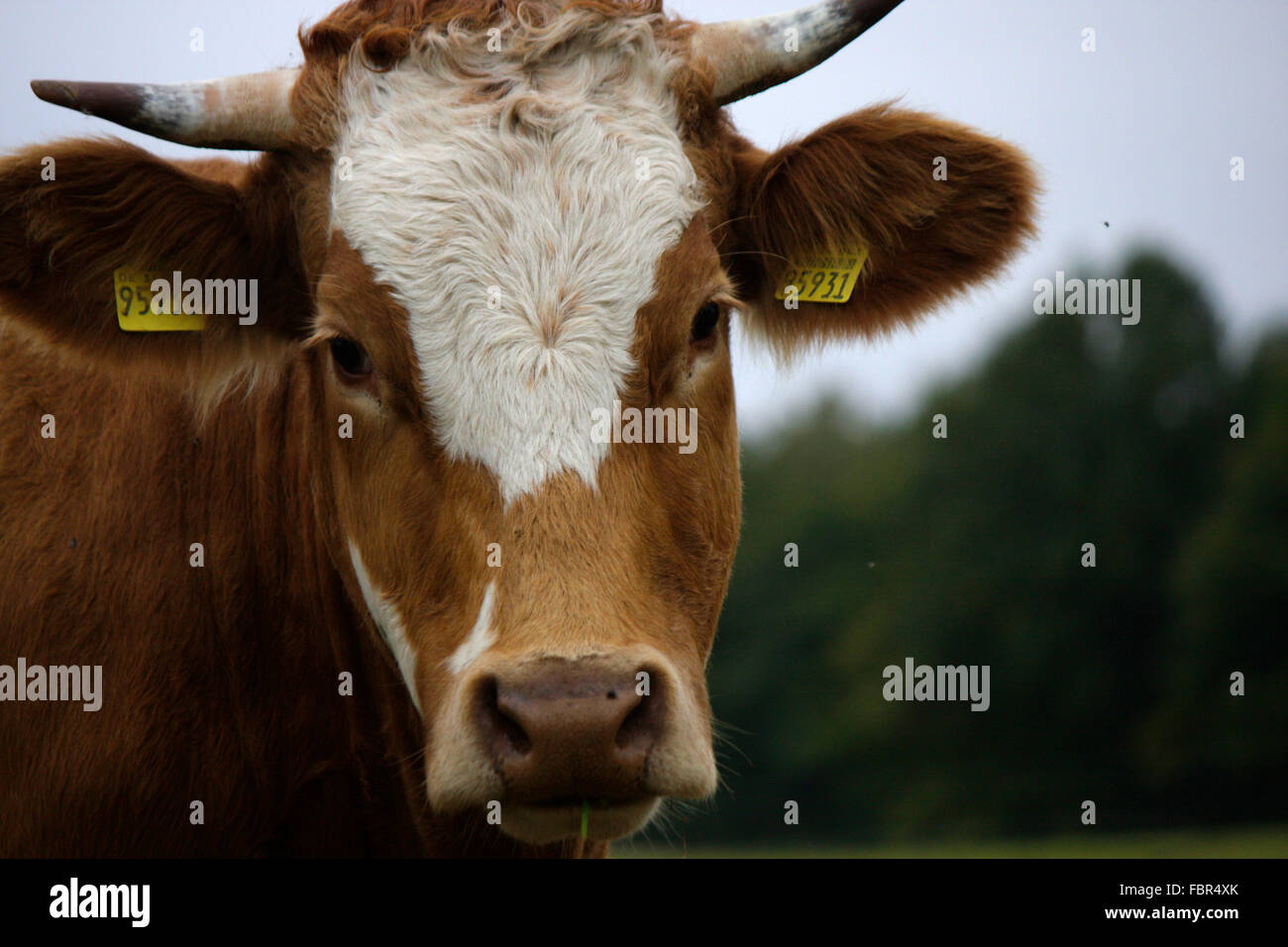 Rind - Saechsische Schweiz Stock Photo - Alamy