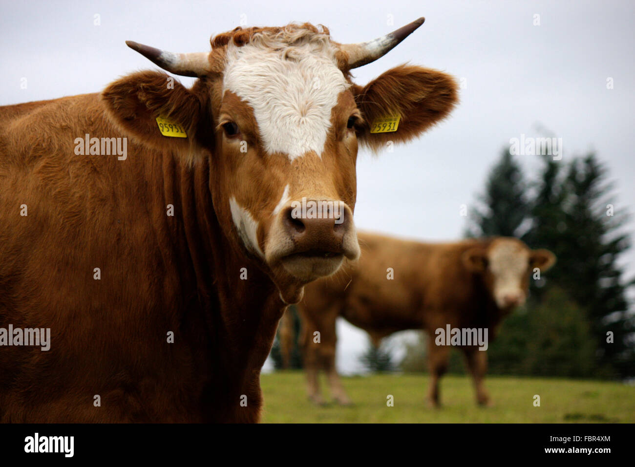 Schweiz cow High Resolution Stock Photography and Images - Alamy