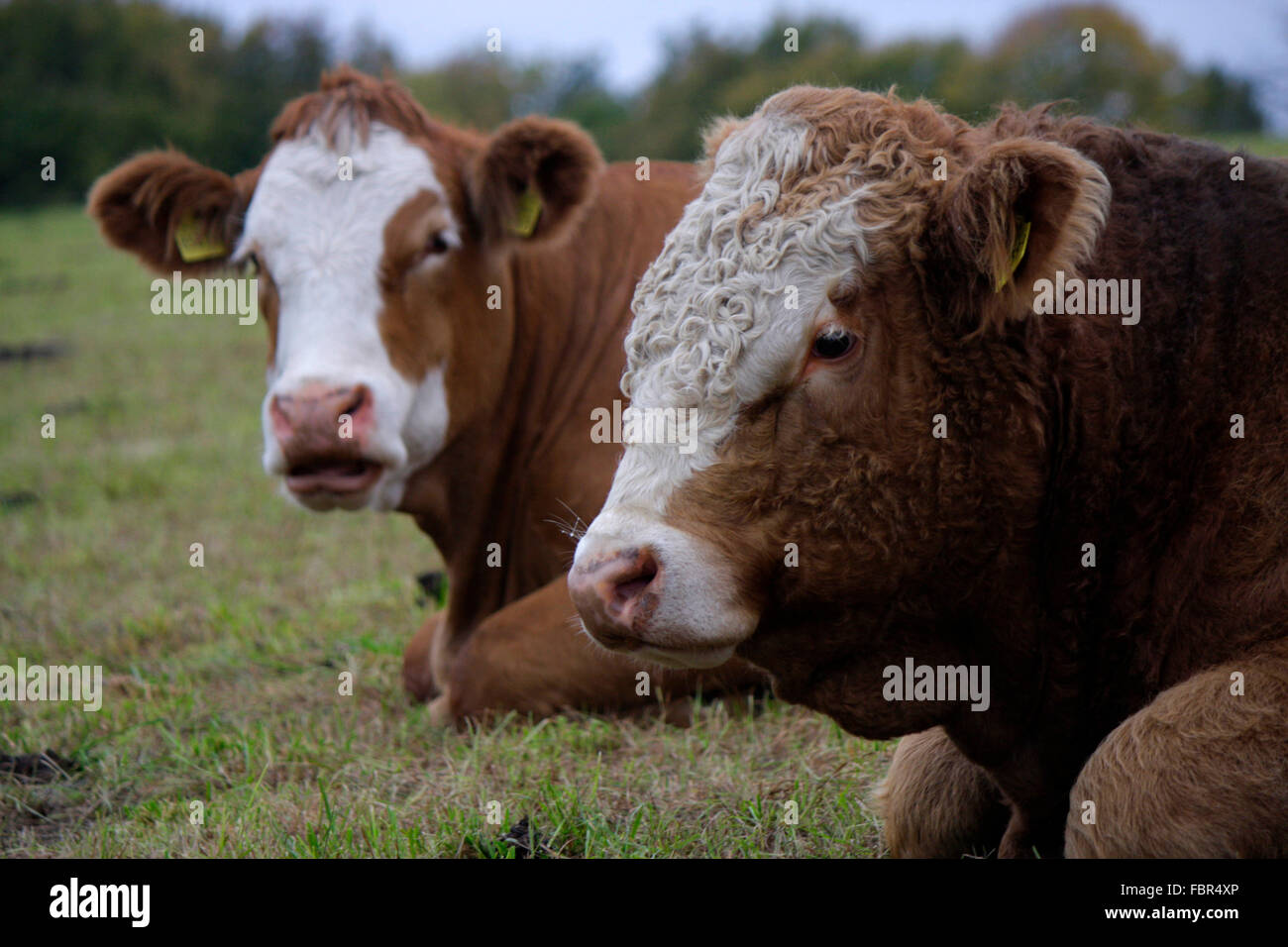 Schweiz cow High Resolution Stock Photography and Images - Alamy