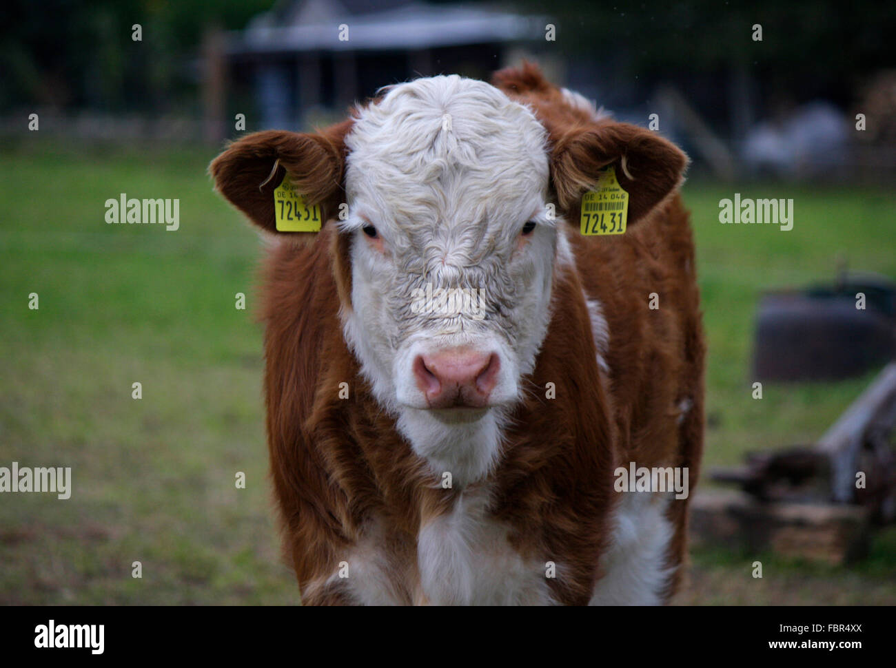 Rind - Saechsische Schweiz Stock Photo - Alamy