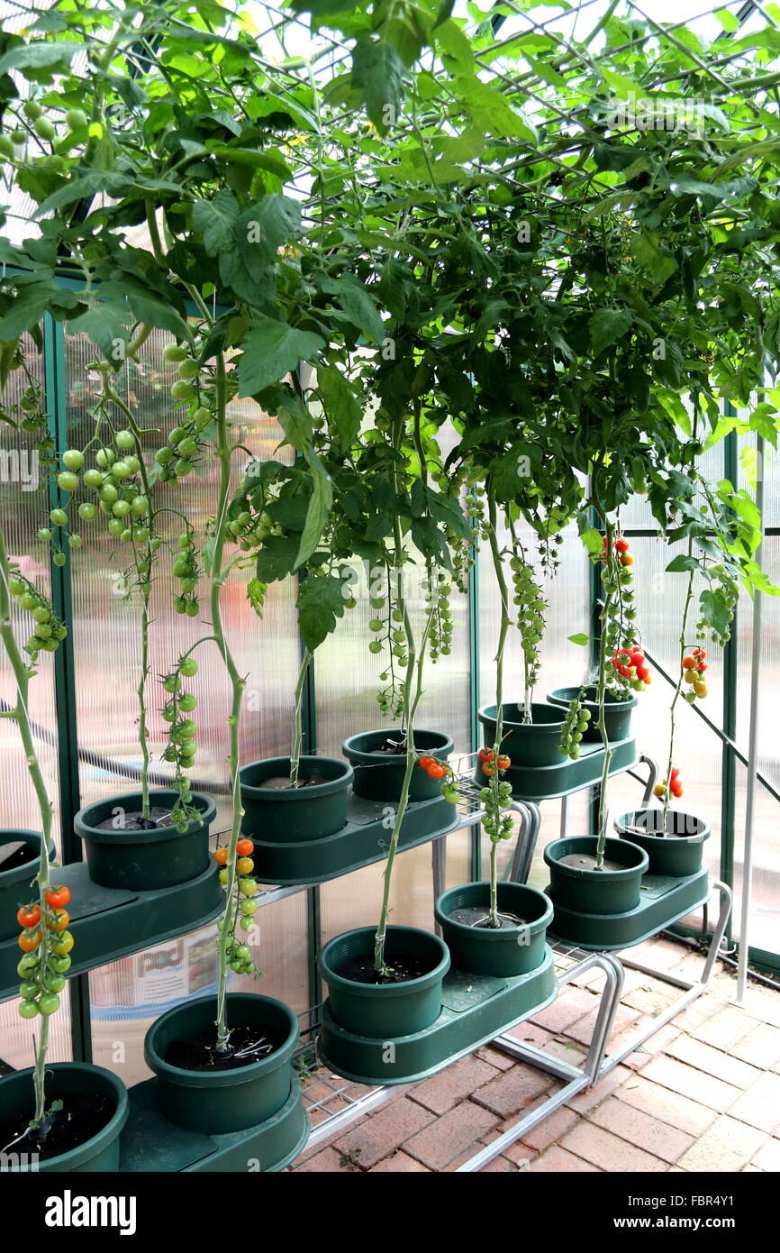Hydroponic tomatoes hires stock photography and images Alamy