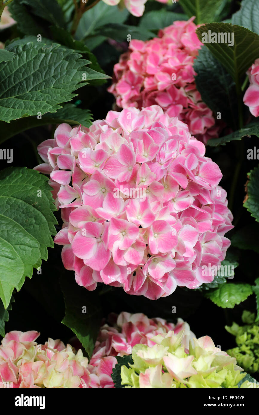 Pink Hydrangea flowers in full bloom Stock Photo - Alamy