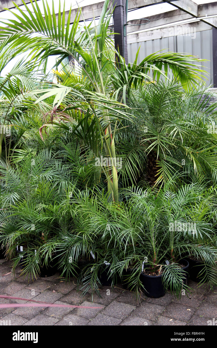 Palm trees for sale Stock Photo Alamy