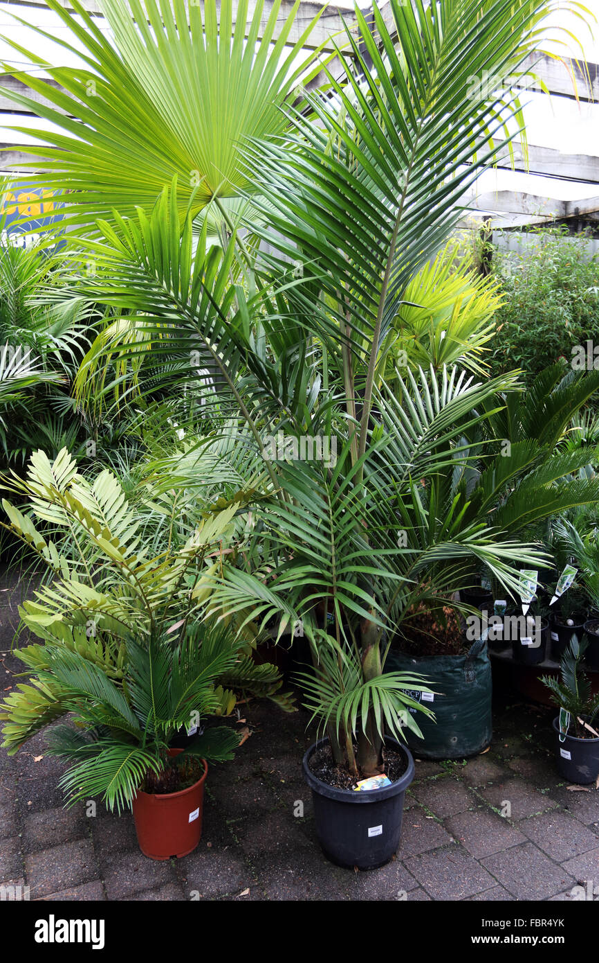 Archontophoenix cunninghamiana palm or known as Bangalow Palm trees for sale Stock Photo