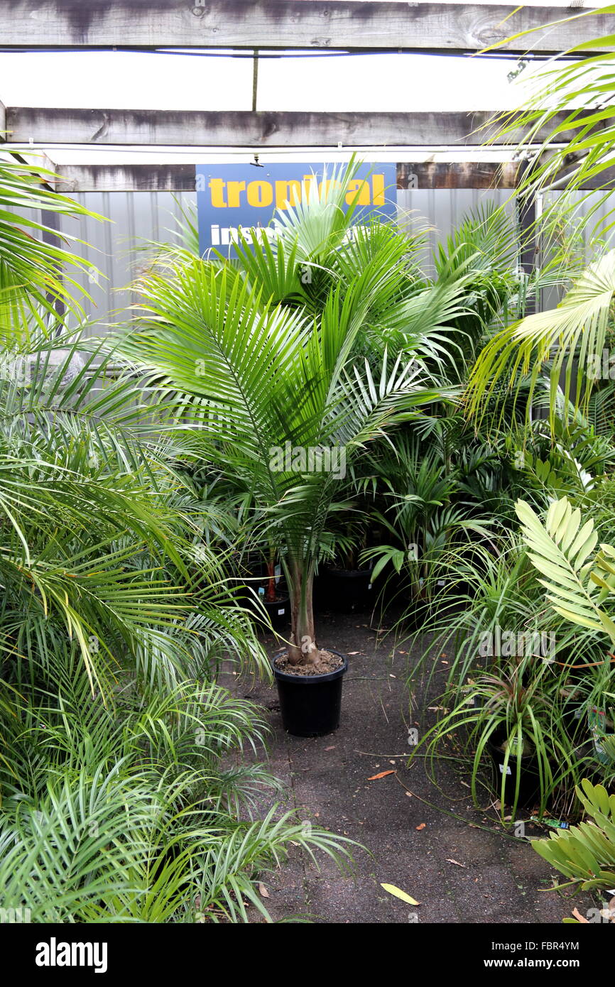 Potted palm trees hires stock photography and images Alamy