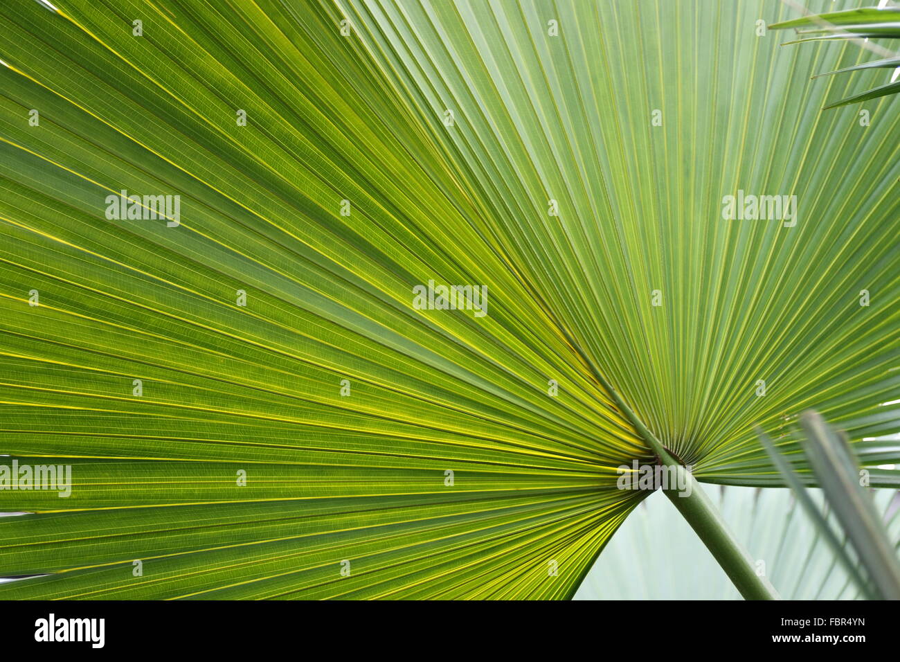 Close up of Chinese Fan Palm foliage Stock Photo