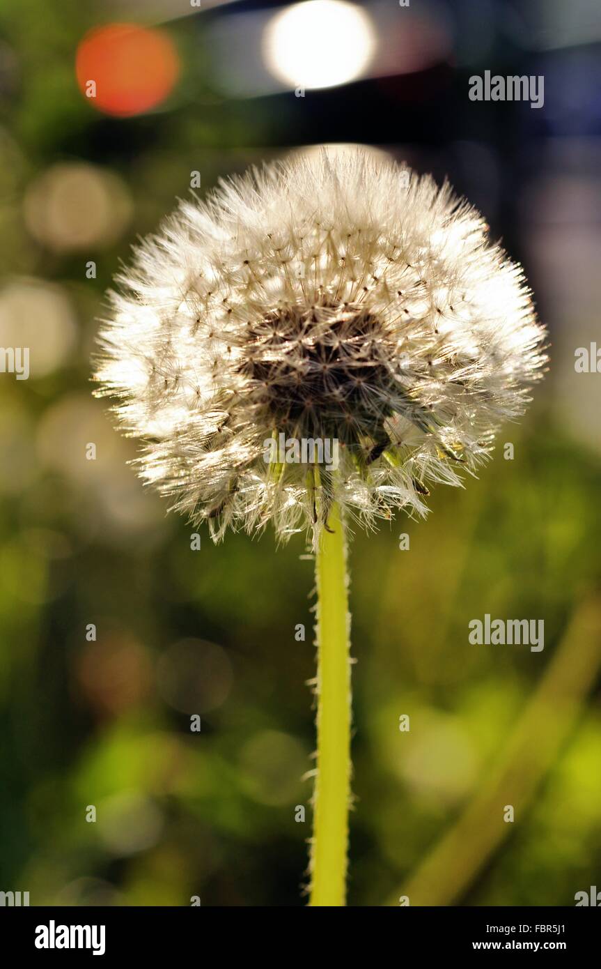 Dried flower seeds hires stock photography and images Alamy