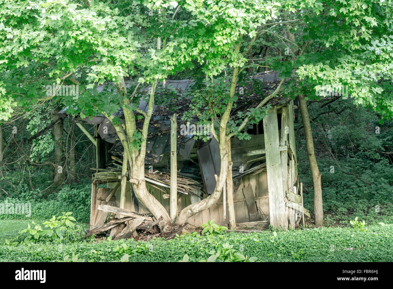 Moonshiners shack hidden in the Alabama woods Stock Photo Alamy