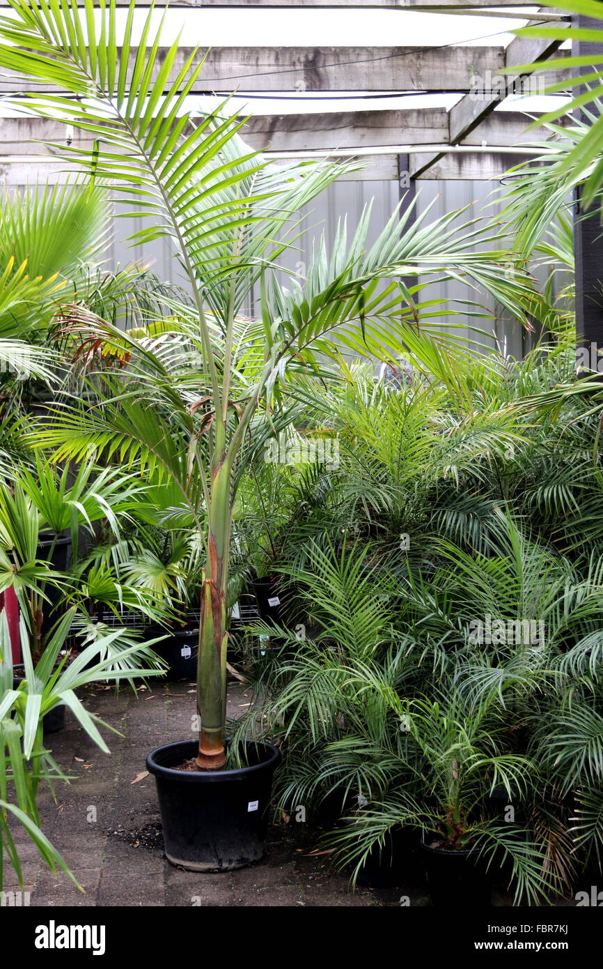 Palm trees for sale Stock Photo Alamy