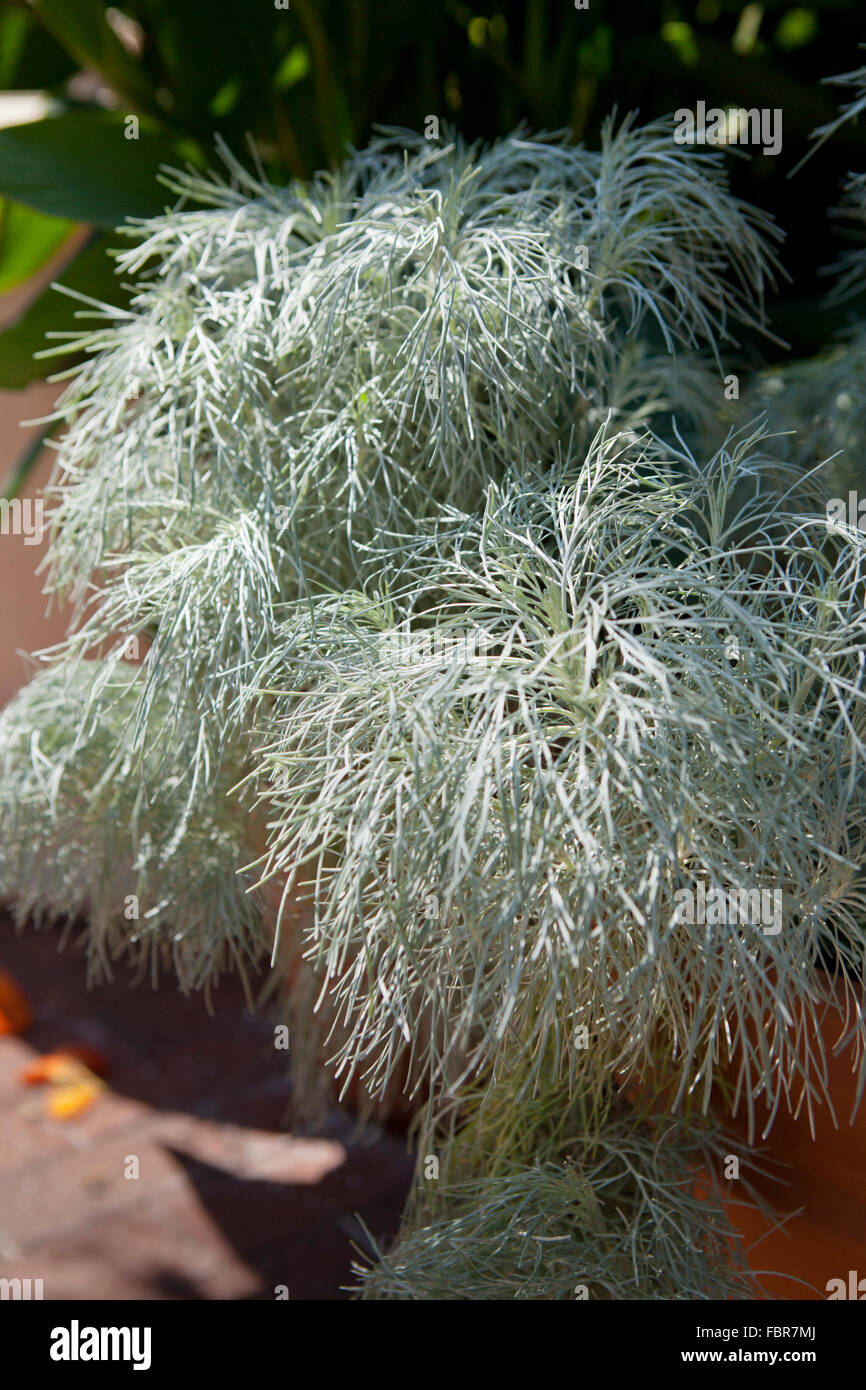 Maui Wormwood plant (Artemisia mauiensis) - USA Stock Photo