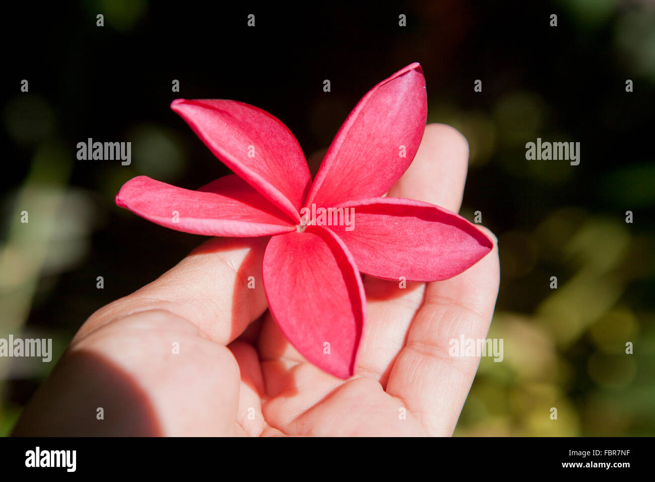Red Plumeria flower in hand (Plumerica rubra) Stock Photo