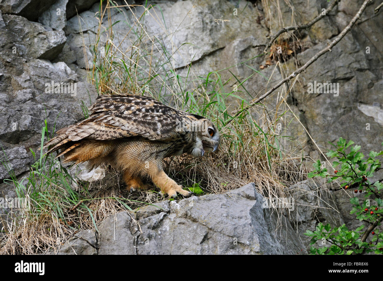 Northern Eagle Owl / Europaeischer Uhu ( Bubo bubo ) sits in a crag, regurgitating an owl pellet, wildlife, Germany. Stock Photo