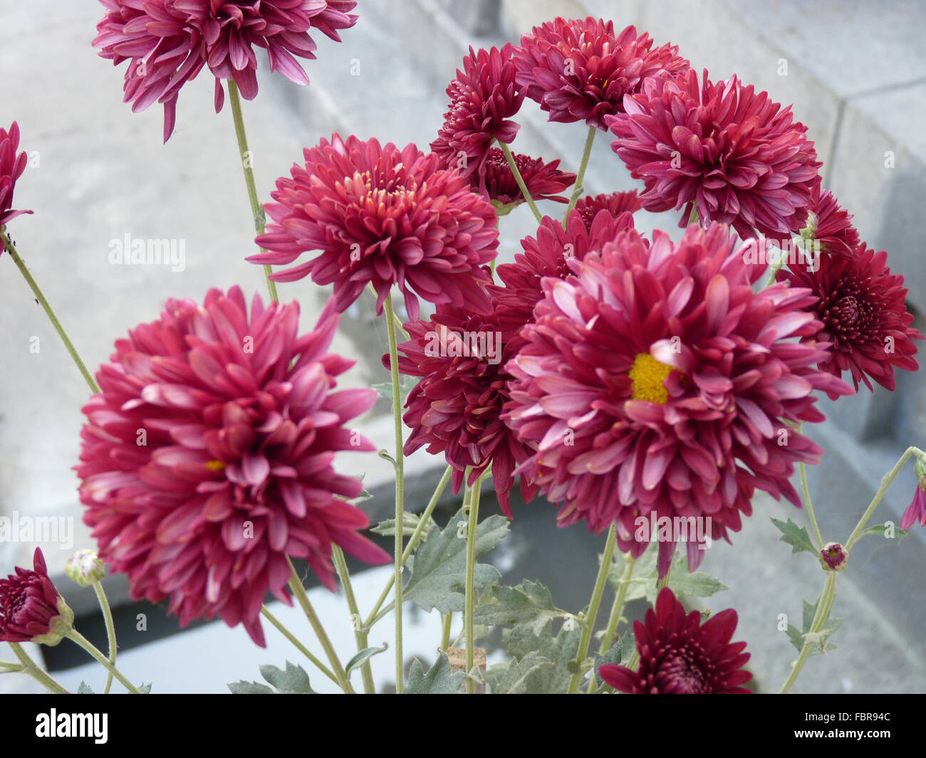 Chrysanthemum flower india hires stock photography and images Alamy