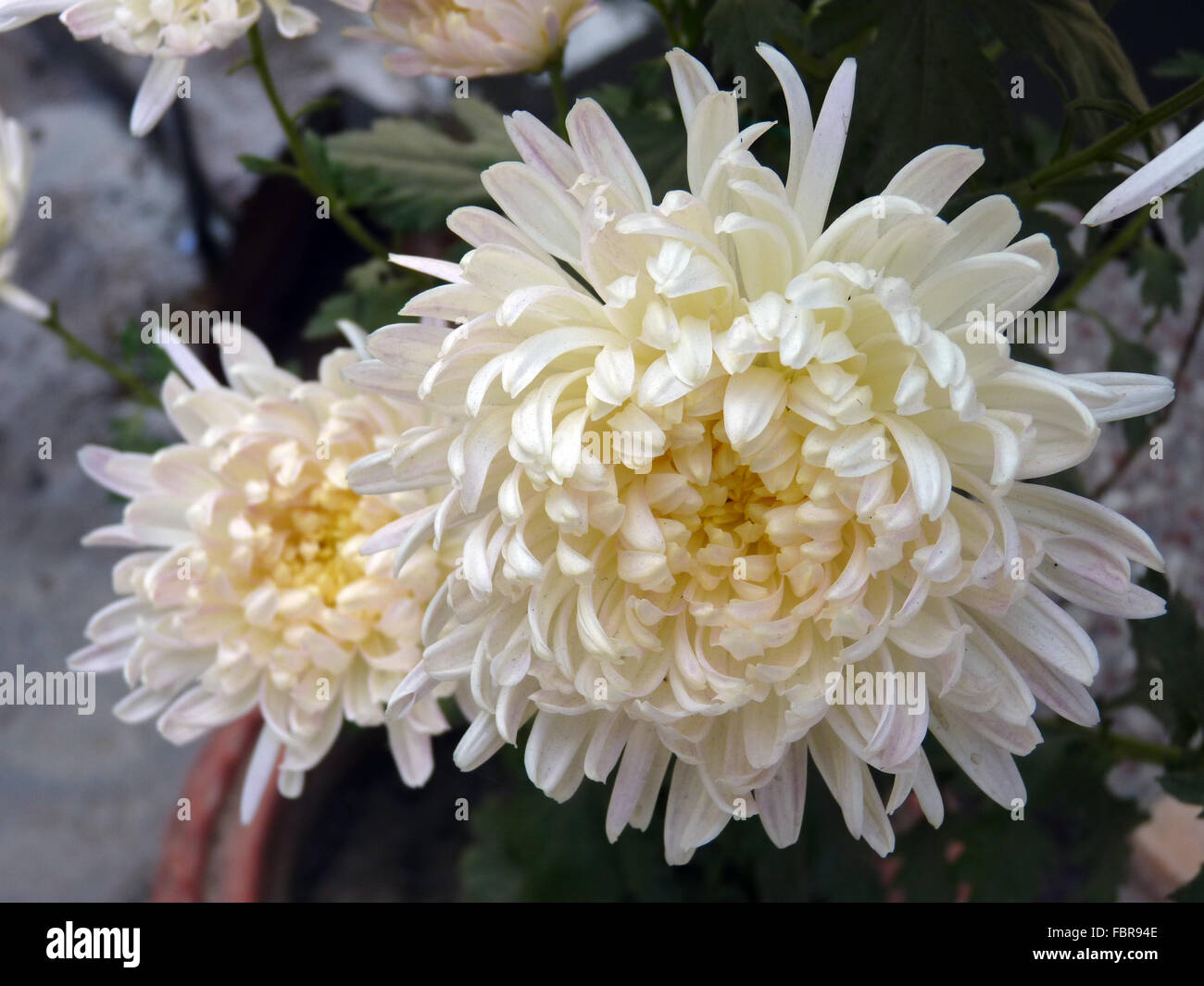 White chrysanthemum flowers hi-res stock photography and images - Alamy