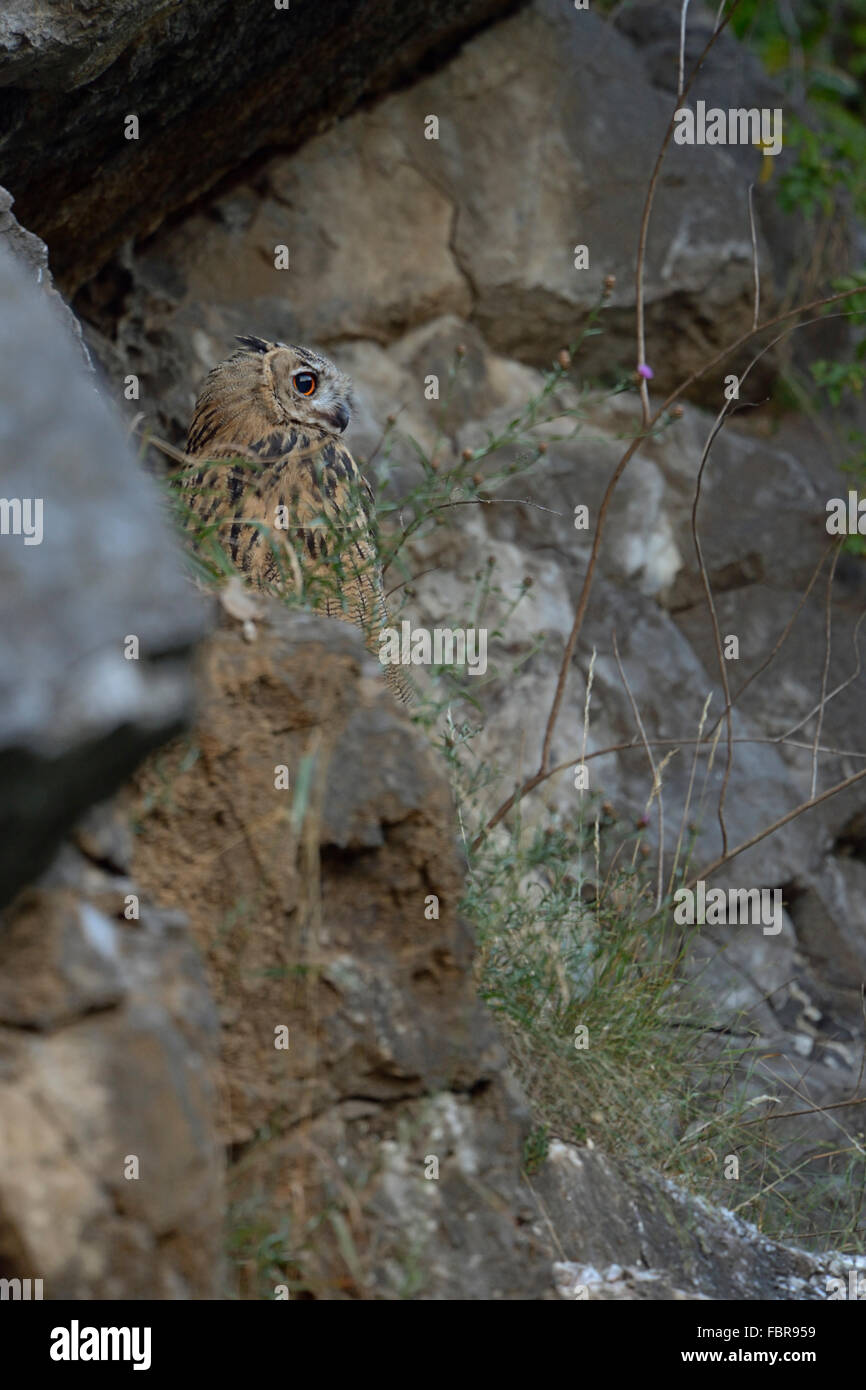 Northern Eagle Owl / Europaeischer Uhu ( Bubo bubo ), well camouflaged, awakening at dawn, wildlife, Germany. Stock Photo