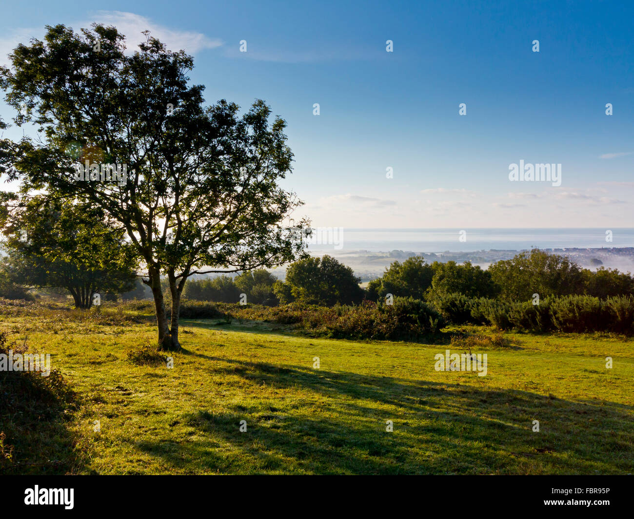 Tree on Brading Down on a misty summer early morning looking towards the east coast of the Isle of Wight in southern England UK Stock Photo