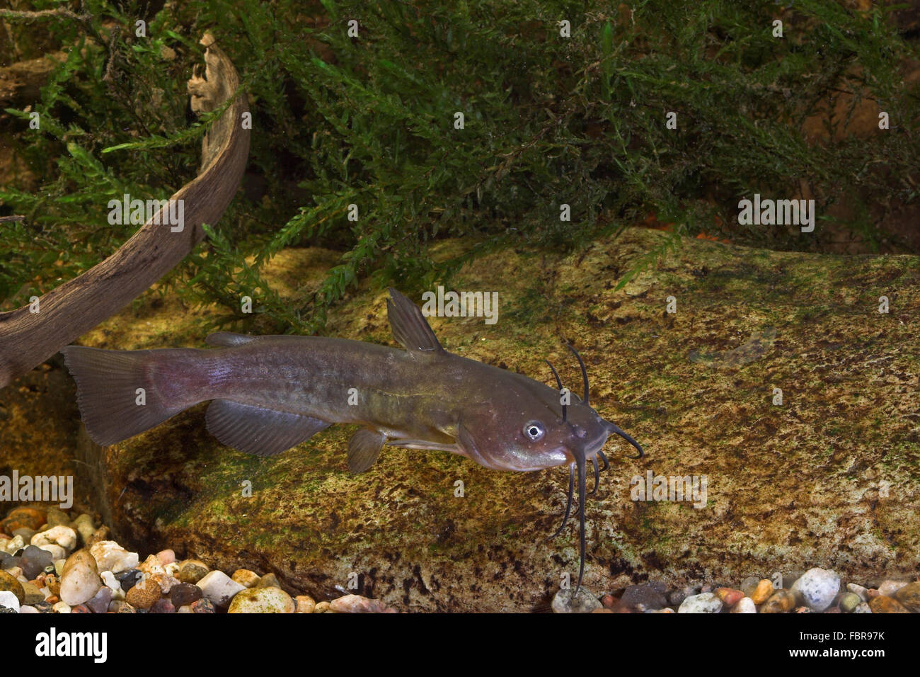 Brown bullhead, speckled catfish, American catfish, Brauner Zwergwels