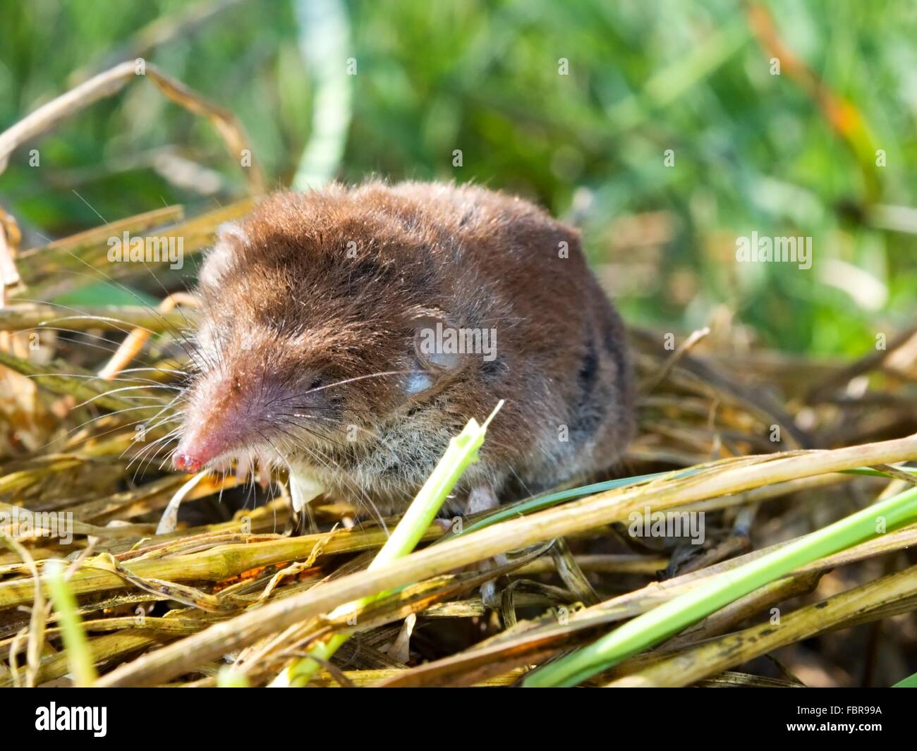 Small shrew hires stock photography and images Alamy