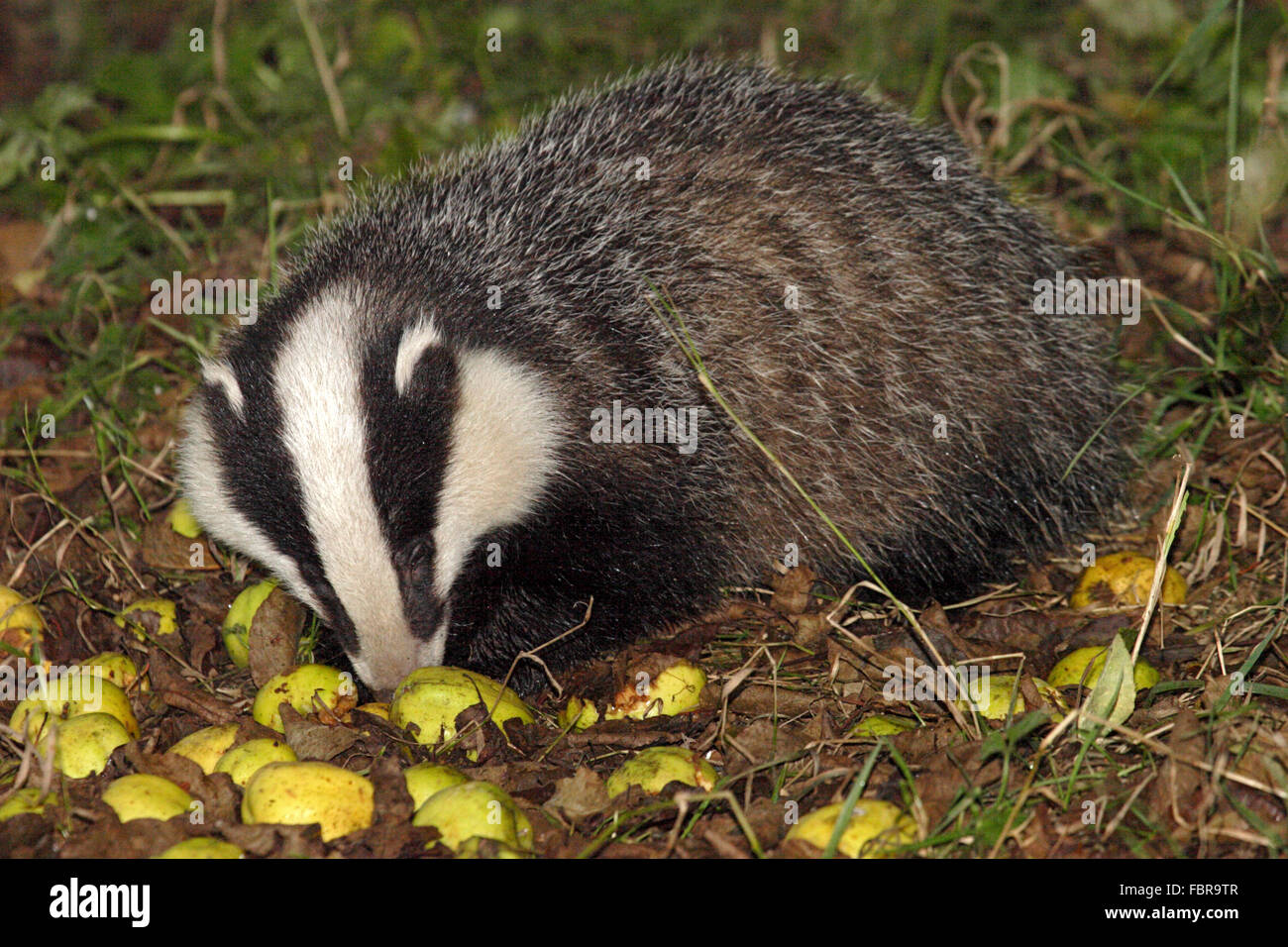 Badger eating fallen apples in orchard in Western Scotland in Stock