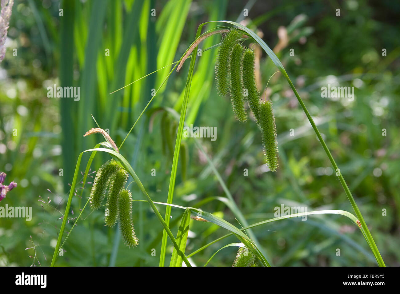 Cyperus Sedge, Zypergras-Segge, Scheinzyper-Segge, Scheinzypersegge, Zyperngras-Segge, Carex pseudocyperus Stock Photo