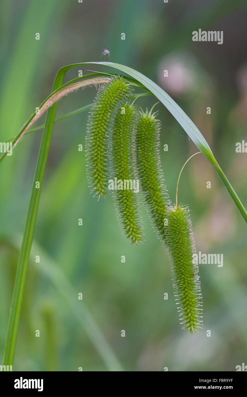 Cyperus Sedge, Zypergras-Segge, Scheinzyper-Segge, Scheinzypersegge, Zyperngras-Segge, Carex pseudocyperus Stock Photo