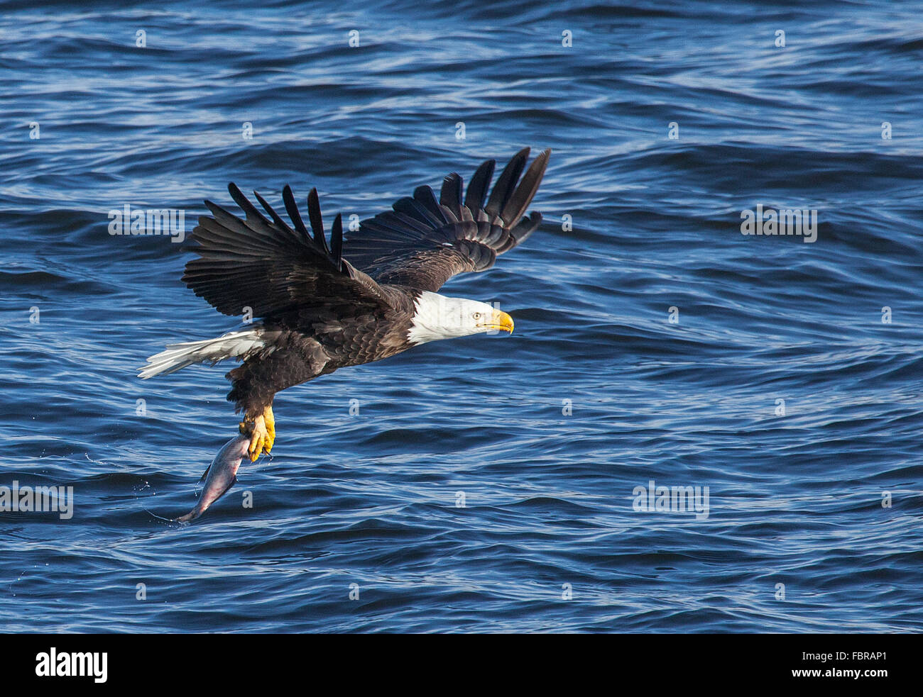 Bald Eagle catching fish on Mississippi river Stock Photo