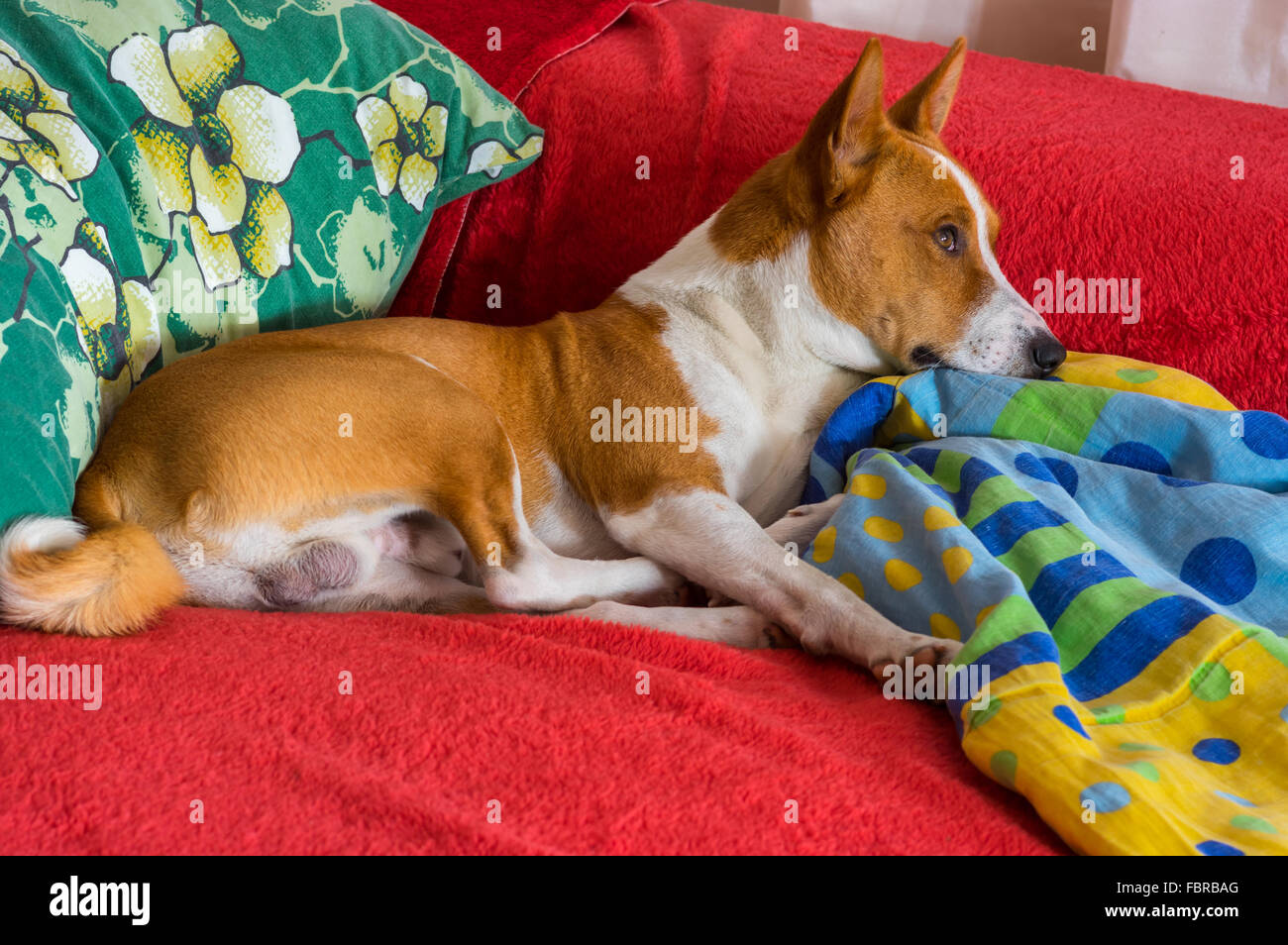 Basenji having rest on a favorite place on the bed  and dream about freedom somewhere in Africa Stock Photo
