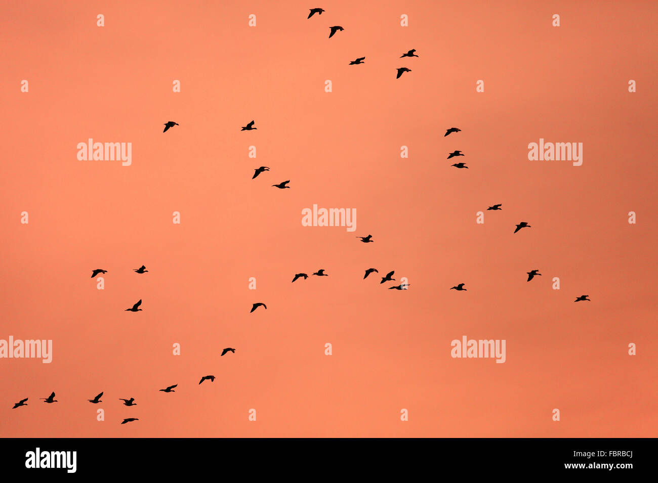 Flock of geese flying against an orange sky. Stock Photo