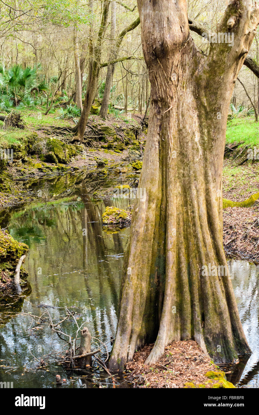 Cypress trees along the Lime Sink Run. Stock Photo