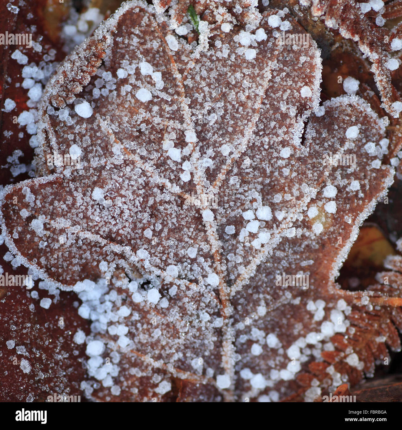 Ice crystals frozen on a dead leaf Stock Photo - Alamy