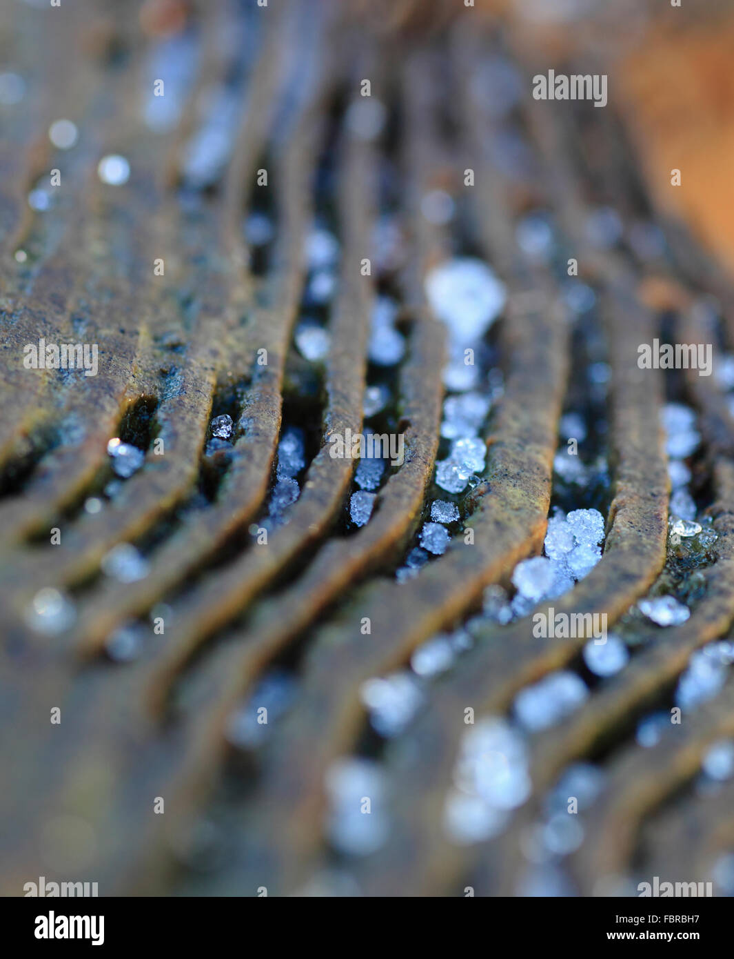 Frozen water droplets in the grooves of a tree's rings. Stock Photo