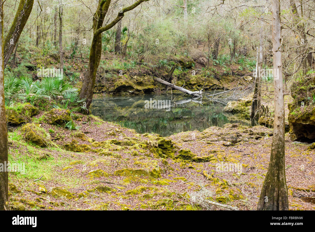 Oak tree lime tree hires stock photography and images Alamy