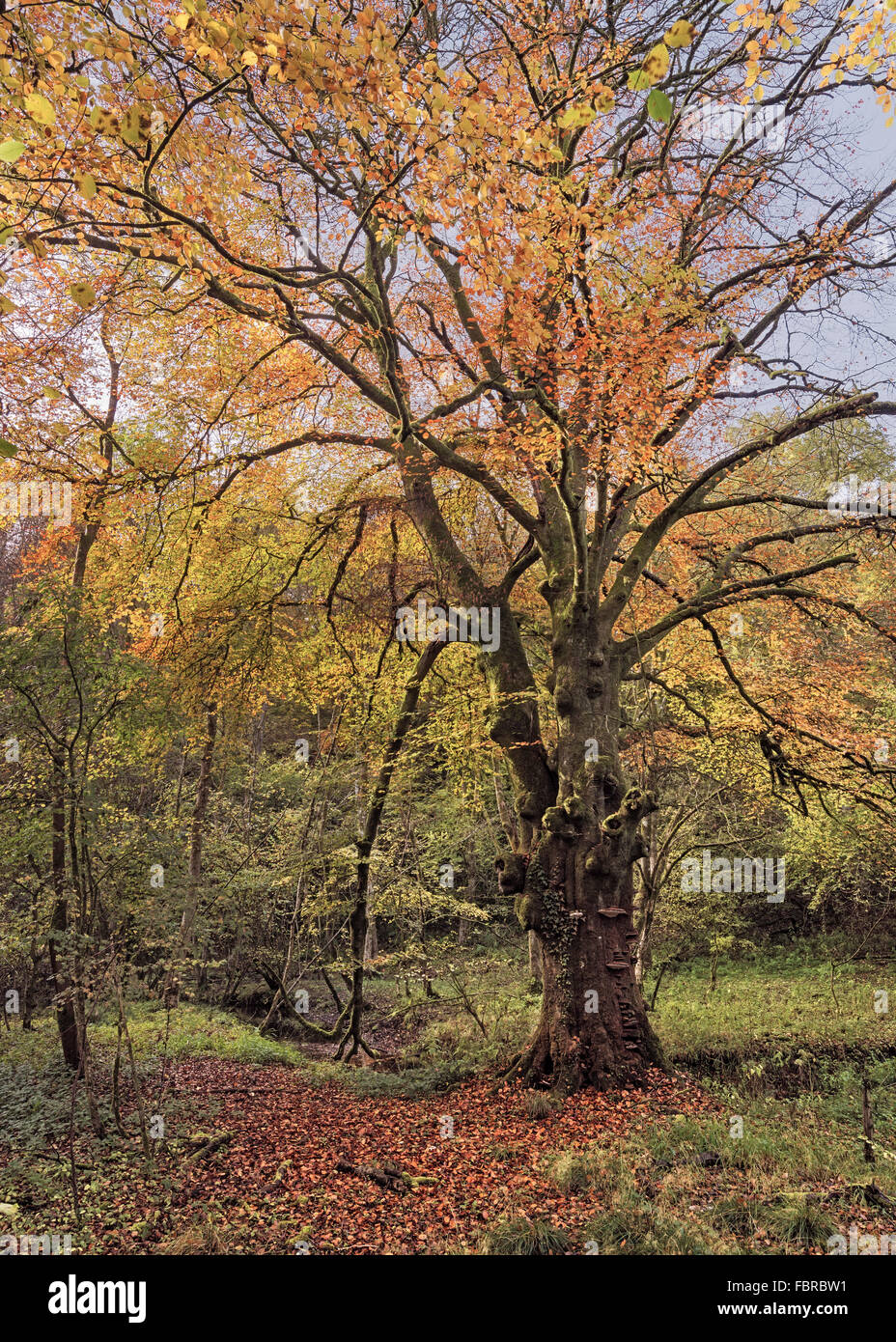 Beech Fagus sylvatica tree in autumn with Ganoderma adspersum Artist’s Bracket fungi on trunk Stock Photo