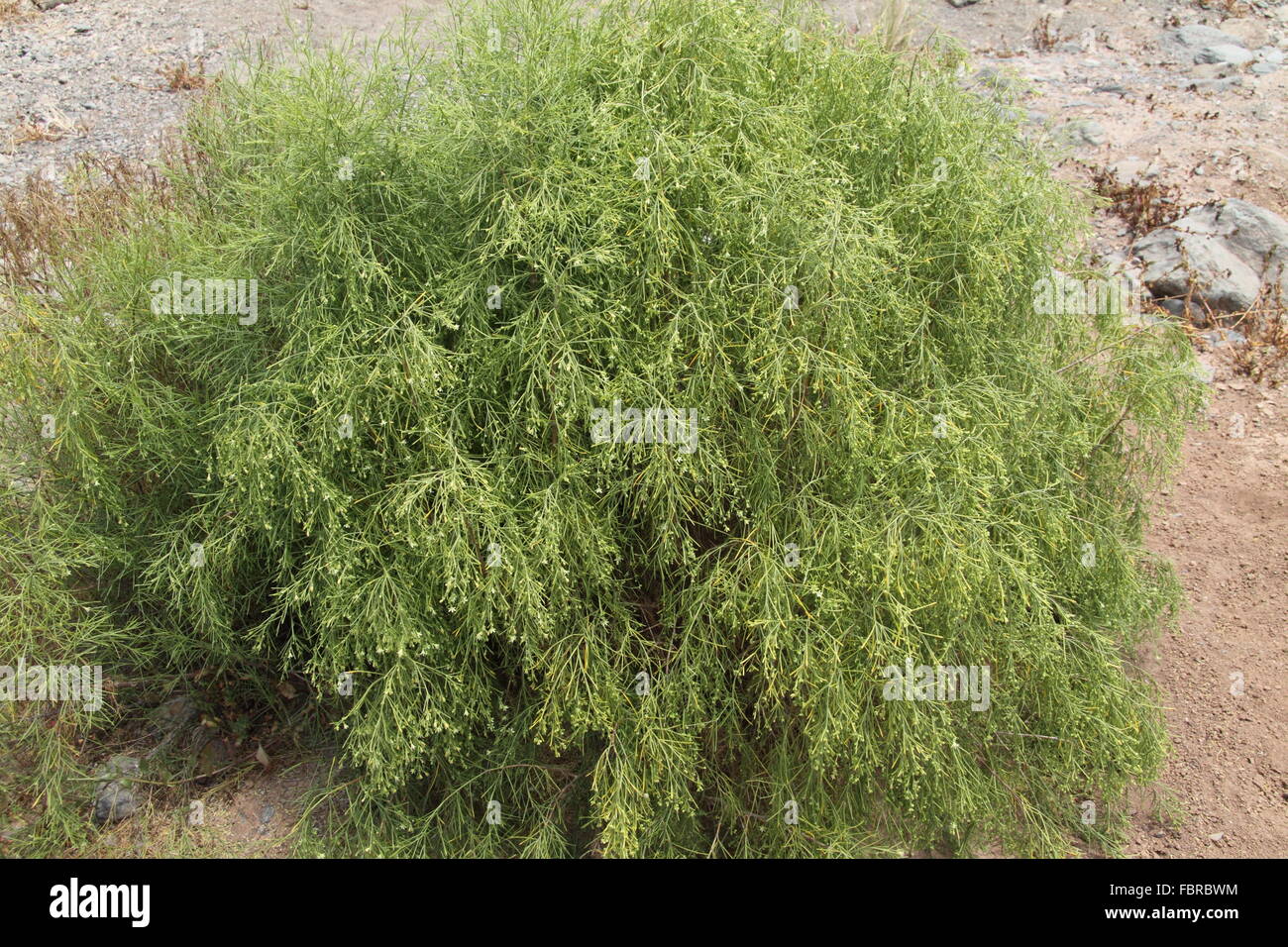 Balo shrub Plocama pendula a Canary Island endemic growing on Gran Canaria Stock Photo
