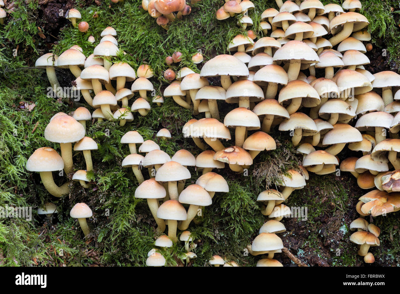 Hypholoma fasciculare sulphur tuft, sulfur clustered woodlover fungi; Stock Photo