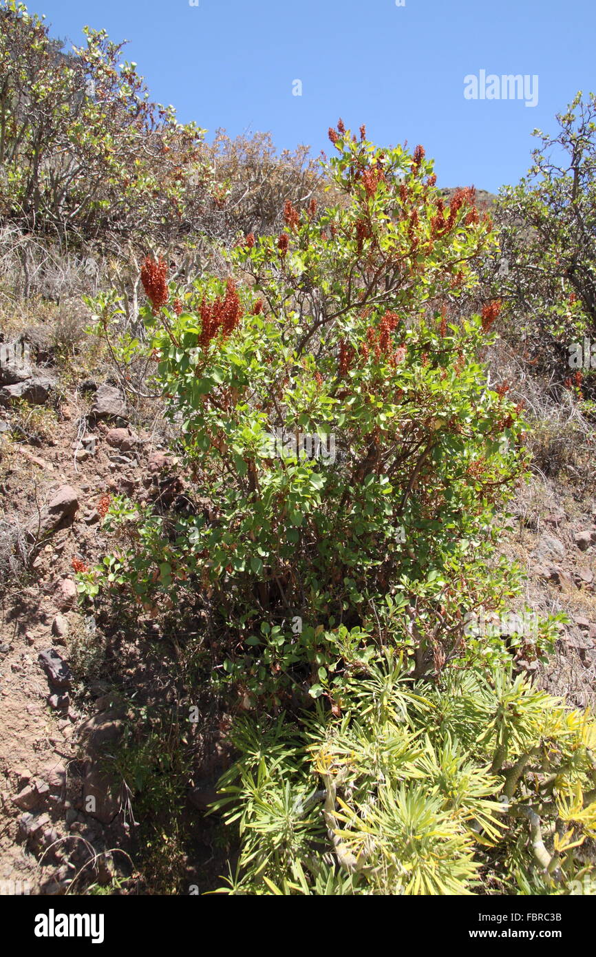 Rumex lunaria a Canary Island endemic plant Stock Photo