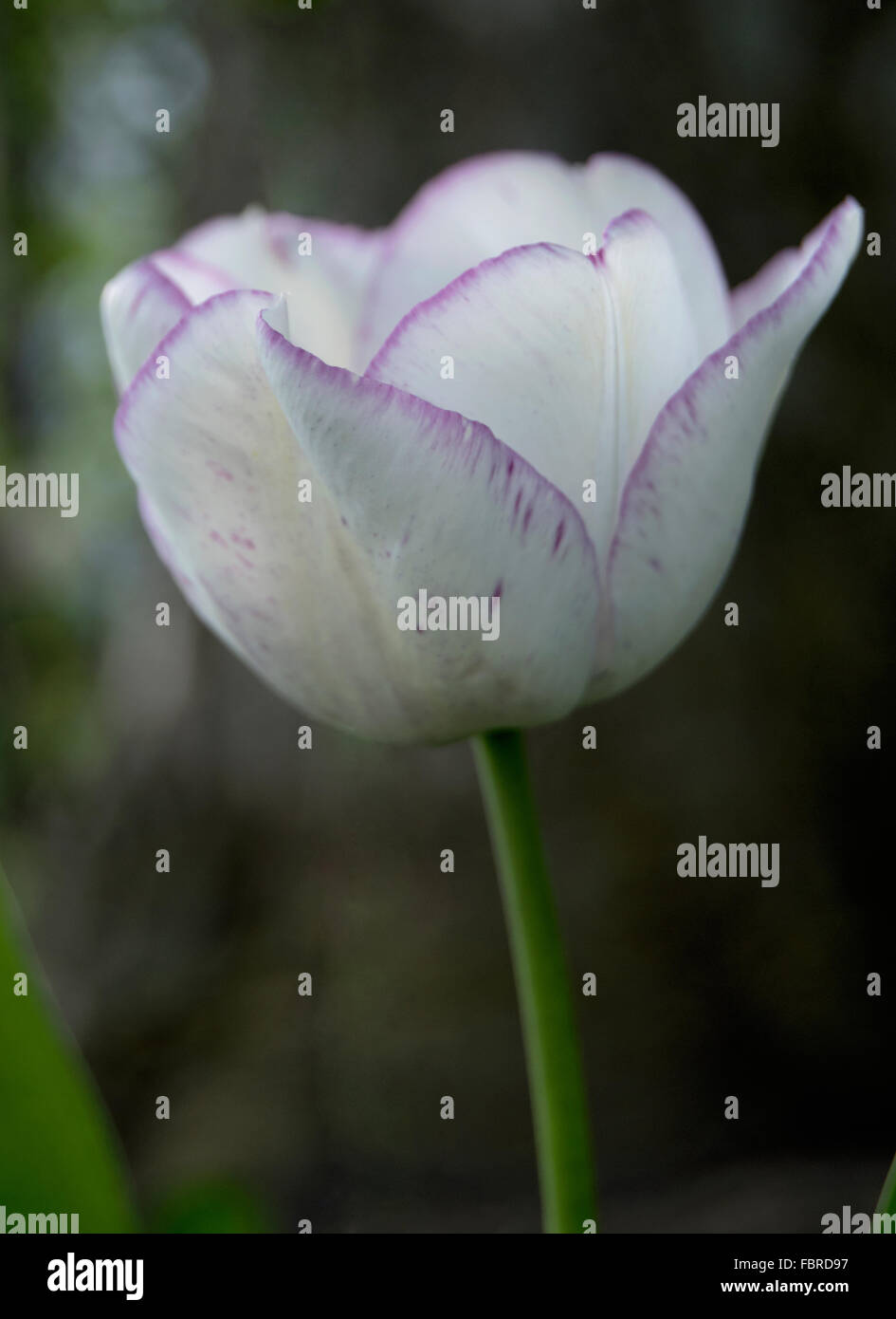 white and purple tulip closeup Stock Photo