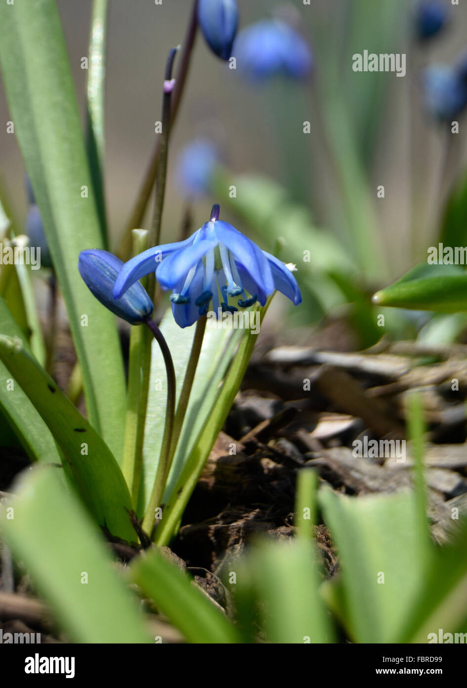 blue bell flower closeup Stock Photo - Alamy