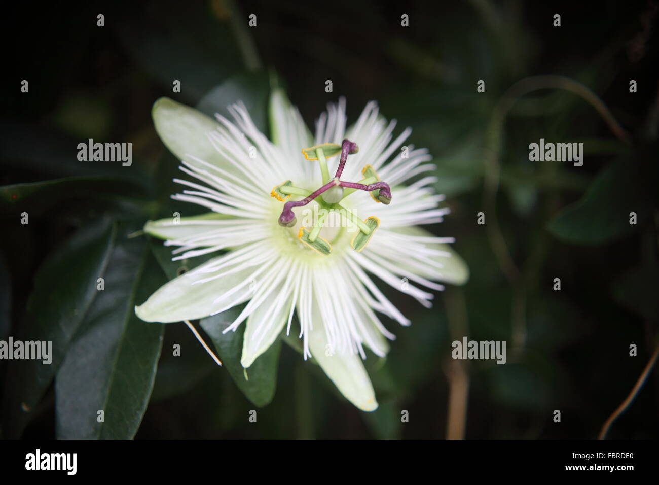 A White Passion Flower Stock Photo