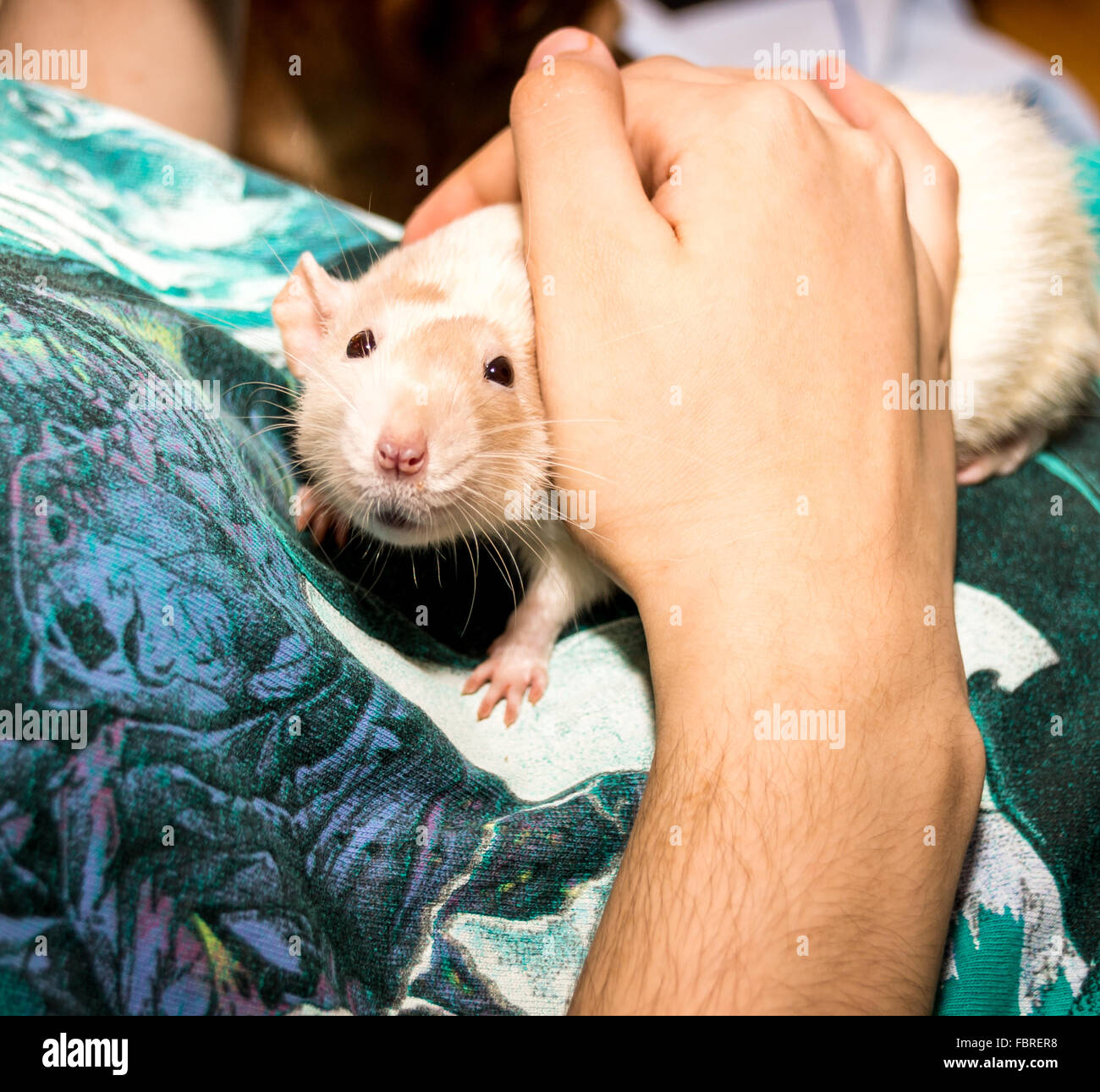 Adult hotsell dumbo rat